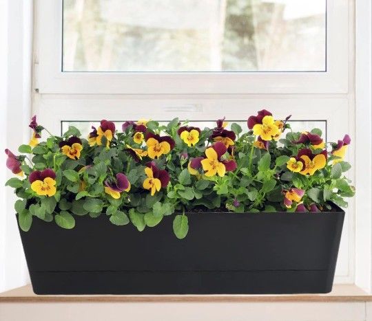 GREANER Rectangle Window Boxes