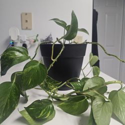 27"+ Jade Pothos Plant In Pot 
