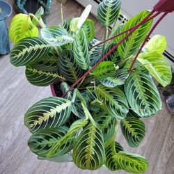 Lemon Lime Prayer Plant/ Maranta