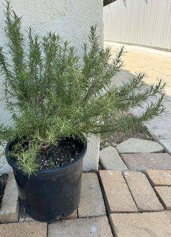 Large Rosemary Tree Herb Culinary 