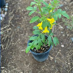 Yellow Bell