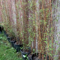 Bamboo for sale