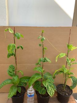 Passion Fruit seedlings (purple)