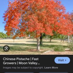 Chinese Pistache Seeds 