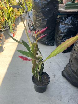 Orquídea cactus