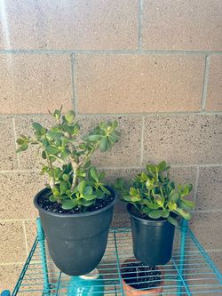 Live Plant 🪴 Jade