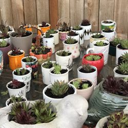 Beautiful  Succulent   Different  Prices  From  7 .00 $to 30.00$