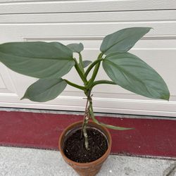 Beautiful Philodendron Silver Sword Plant 8’pot