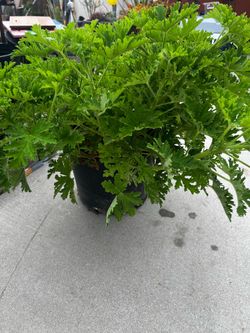 Citronella plant