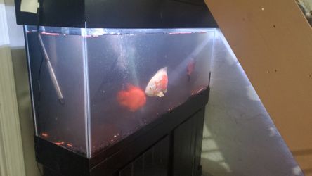 50 Gallon Tank For Sale