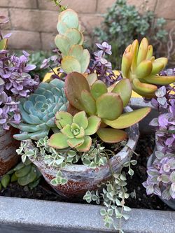 Handcrafted Succulent Arrangement in Distressed Concrete Cube – Live Potted Plant Gift