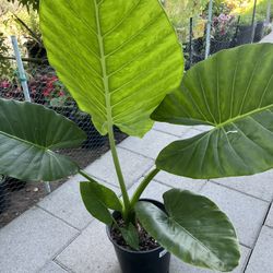 Alocasia Hoja De Elefante/ elephant plant
