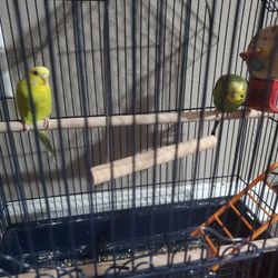 Two Parakeets