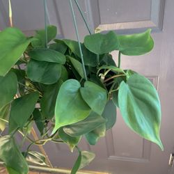 Philodendron Heart Leaf Plants