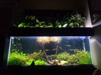 AQUATIC PLANTS FOR SALE