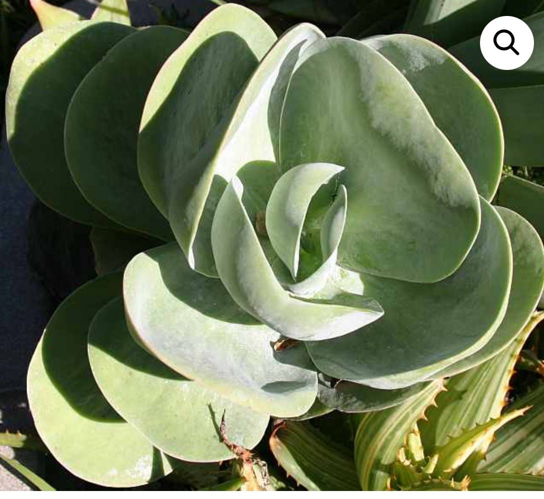 Kalanchoe Thyrsiflora Succulent Plant