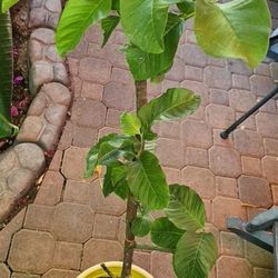 Ruby Guava TREE