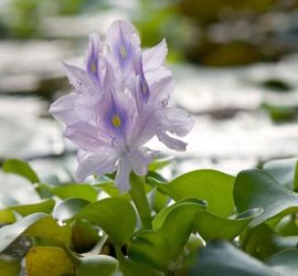 Water hyacinth