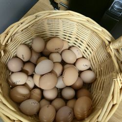 Fresh Eggs
