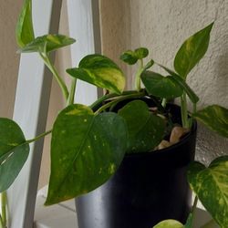 Pothos plant with quality Pot/ indoor/ see discription 👍 👍