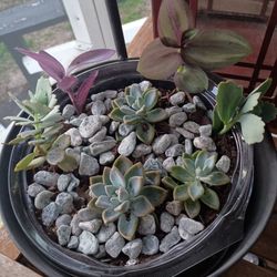 Succulent Arrangement With Metal Garden Decor (Use)