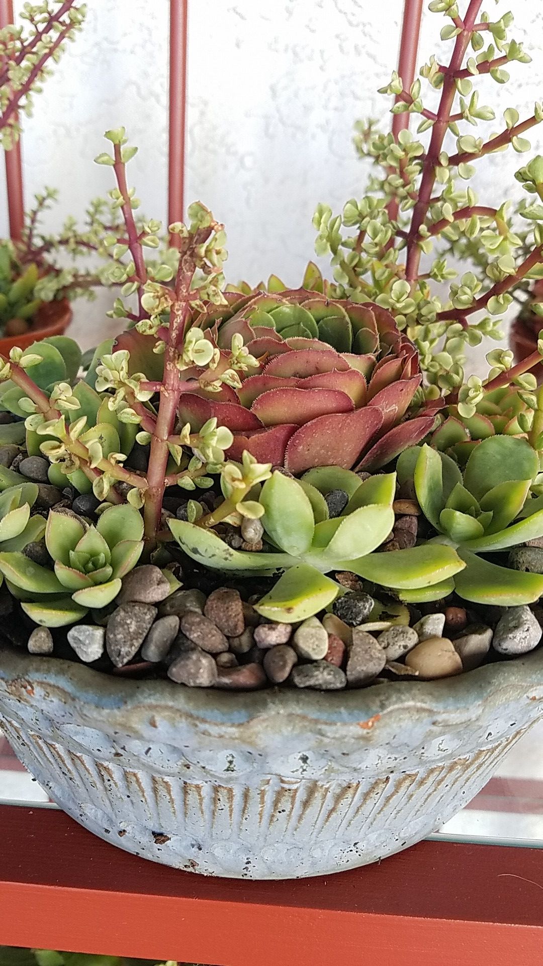 SUCCULENTS IN BLUISH GRAY POT