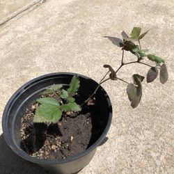 Blackberry Plant 