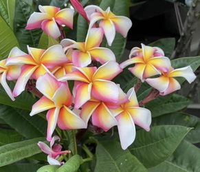 Plumeria rainbow Noid