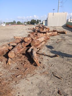Free firewood