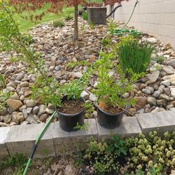 Forsythia Plants