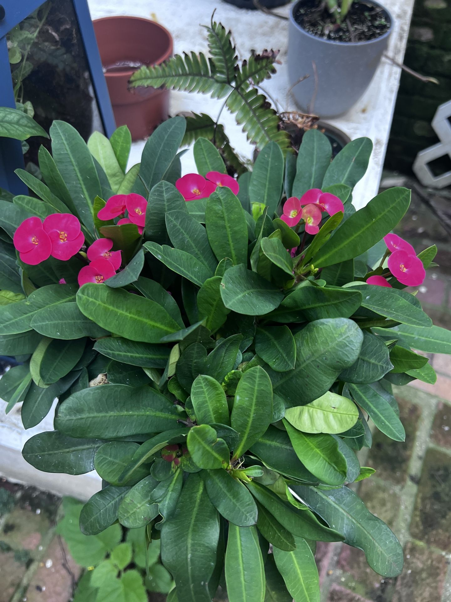 Crown Of Thorns Plant