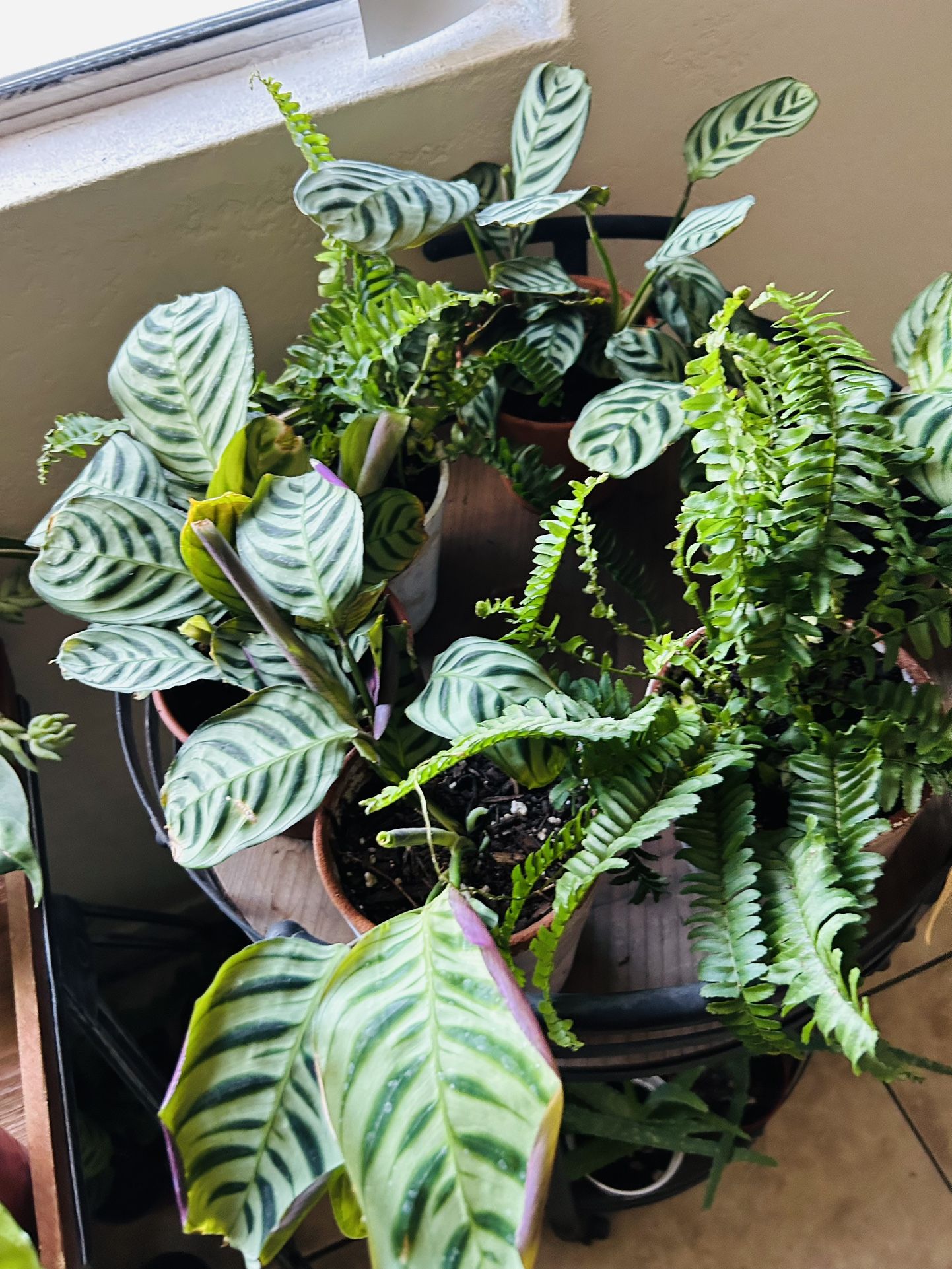 Plants For Sale 8 Each Small