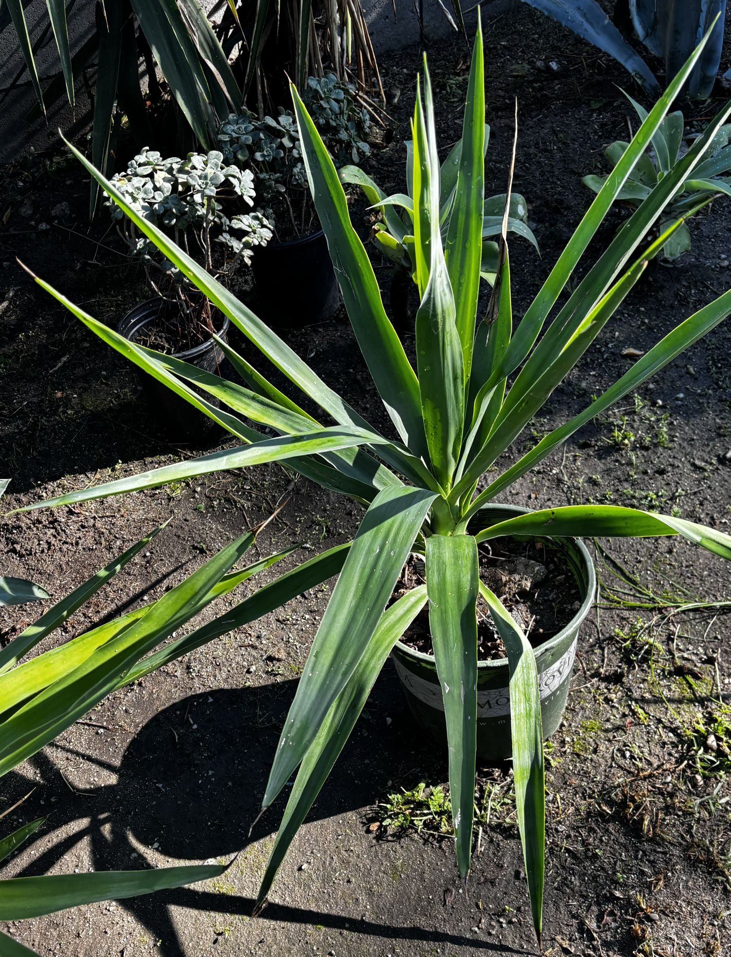2 YUCCA PLANTS