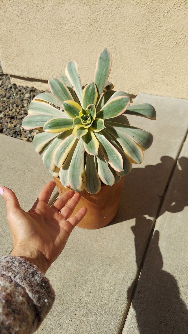 Sunburst Aonium Succulent 