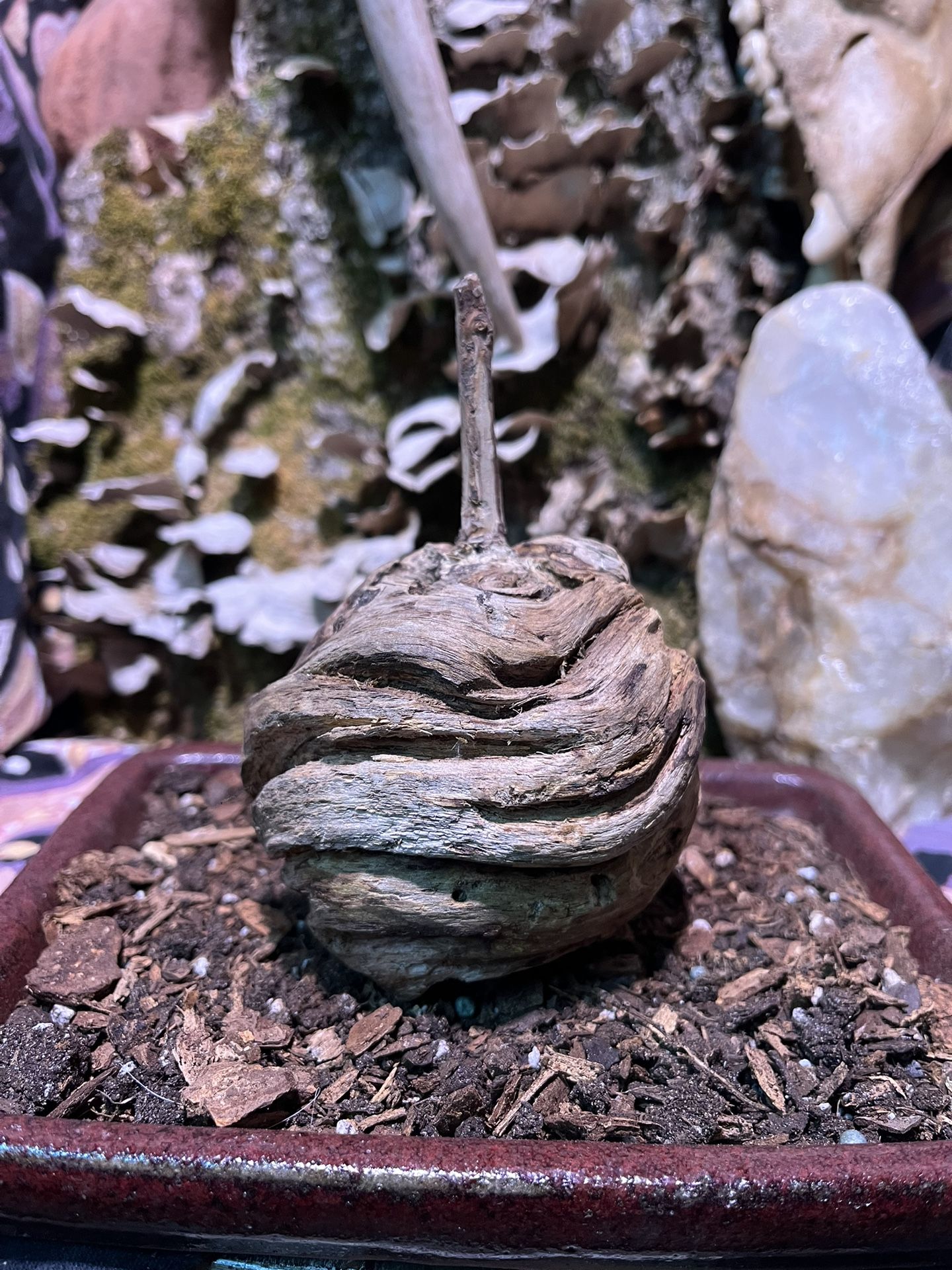 Naturally Forged - Wooden Fruit Look-a-like
