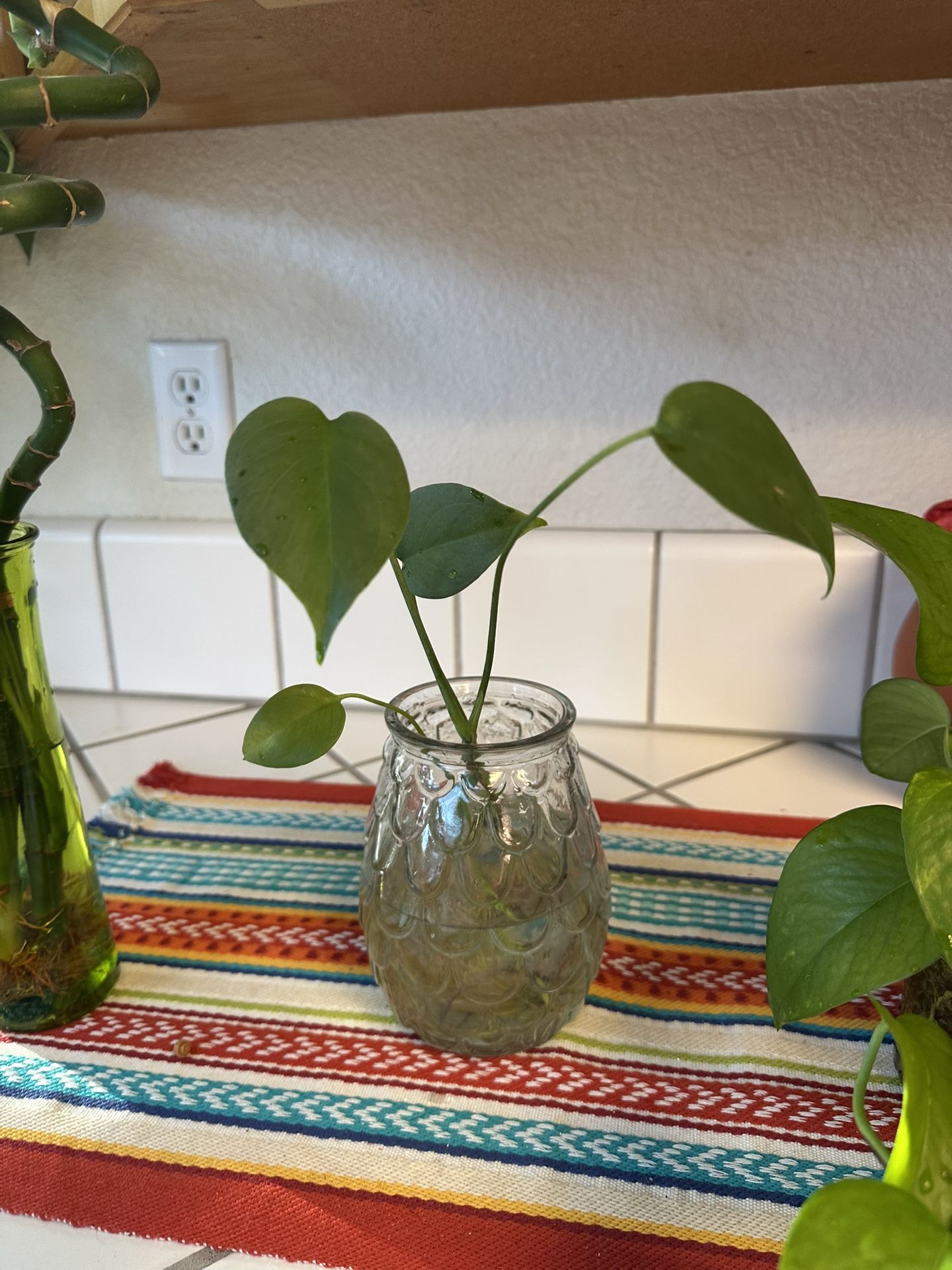 Baby Monstera Plant 