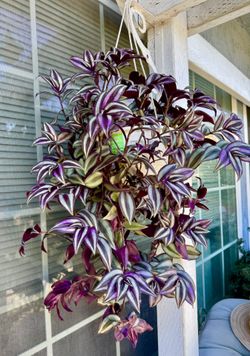 Wandering Jew Hanging Plant - Very Easy To Grow 
