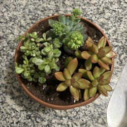 Succulent Bunch With Vase 