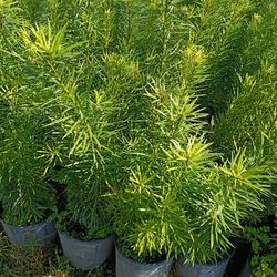 Podocarpus Instant Privacy Hedge For Fence Minimum Qty 50+