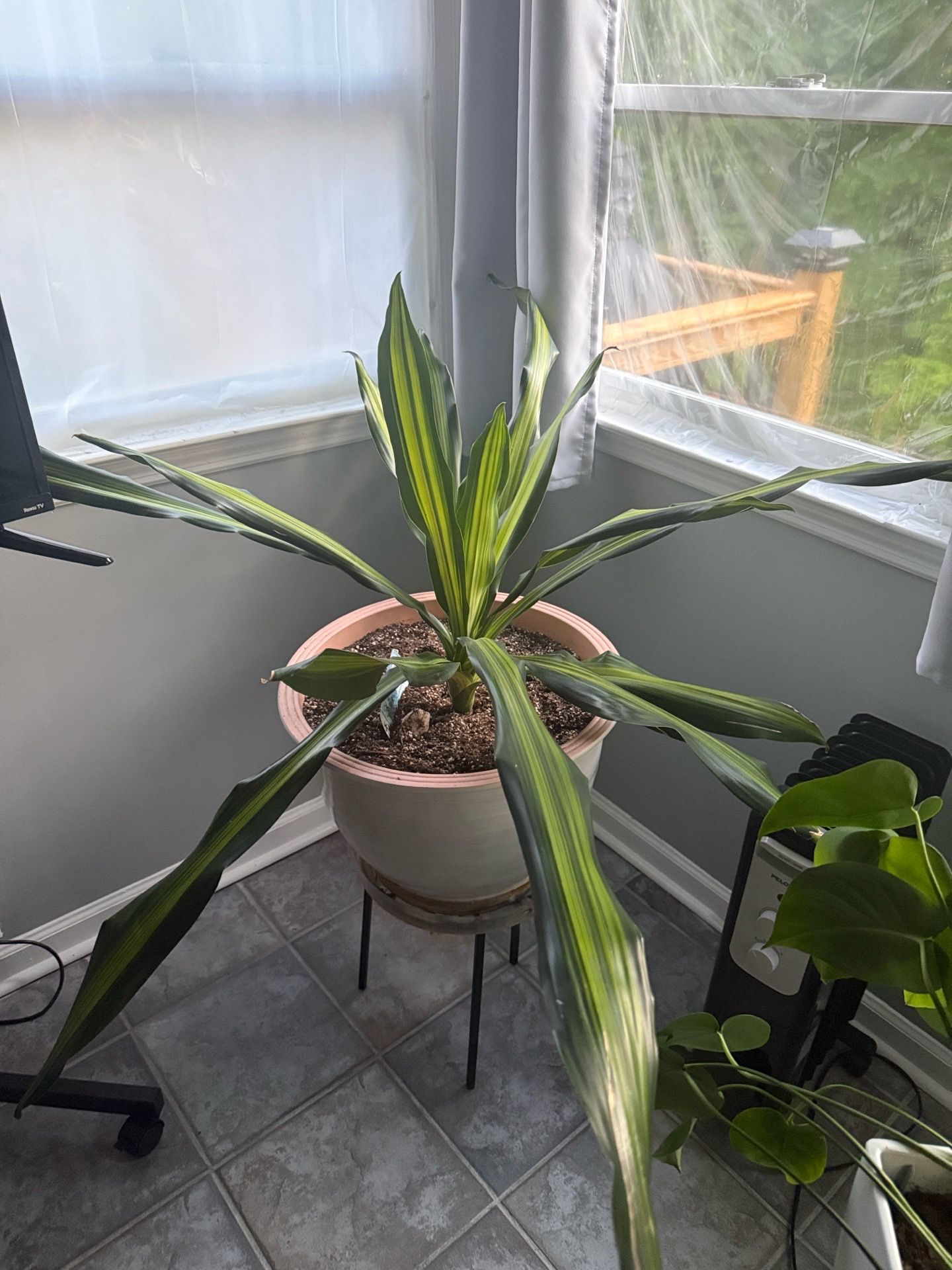 Free plant