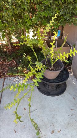 ZZ plant, zigzag plant, fish bone cactus.