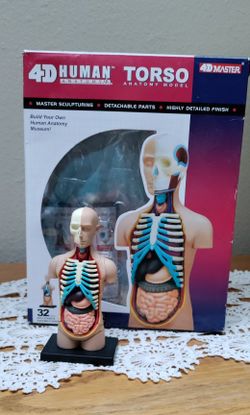 4D Human Anatomy Torso Puzzle/Model