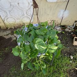 Indoor  Pothos 
