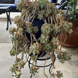 Succulent Plant With Stand