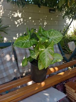Variety Of Plants