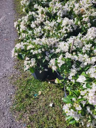 Bougainvillea White Flower 