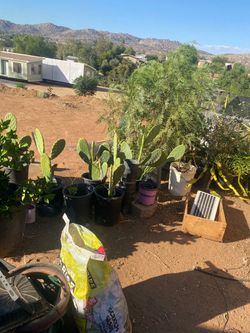 Nopal