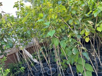 Pakistan mulberry fruit trees 35$ each
