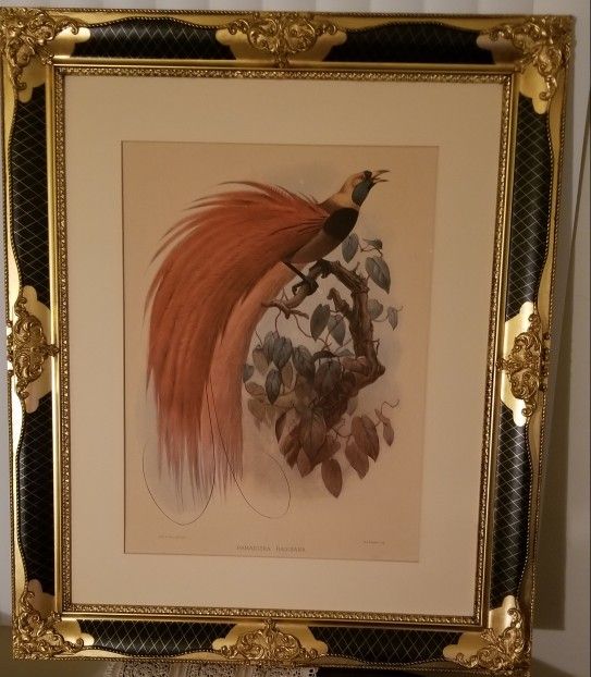 Paradisea Raggiana Art Frame