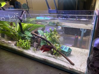 Betta Setup & Fish